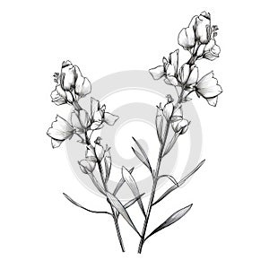 Minimalistic Ink Illustration Of White Flowers On White Background