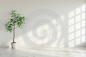 Minimalistic interior with empty white wall and house plant