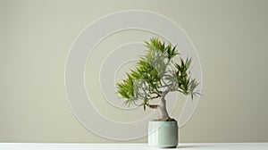 Minimalistic Japanese Bonsai Tree In Green Vase - Serene And Traditional