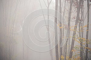 Minimalistic landscape of an autumn forest in thick fog. Artistic photo.