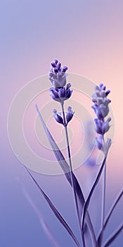 Minimalistic Lavender Flowers Mobile Wallpaper For Classy And Samsung Tu8000