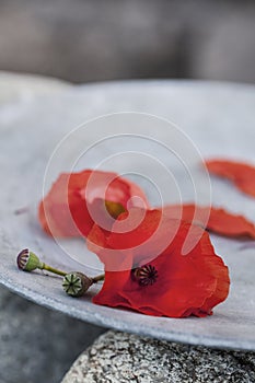 Minimalistic Red Poppy Flower Still Life