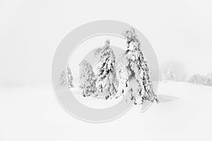 Minimalistic scene with a few trees bending under heavy snow in snow