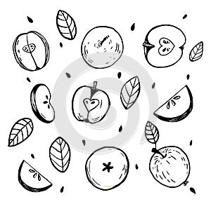 Minimalistic sketch of whole apples, cut apple. Black and white still life with details. Vector isolated hand drawn