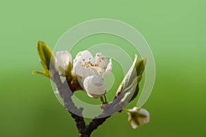 Minimalistic spring background with cherry flowers and young leaves