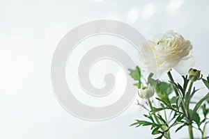 Minimalistic spring seasonal background with white ranunculus flower, soft focused, natural easter floral greeting card image with