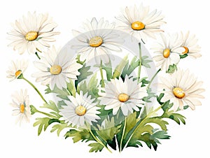 Minimalistic Superb Watercolor Illustration of White Daisy Flowers AI Generated