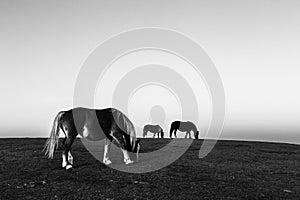 Minimalistic view of horses pasturing on top of a mountan