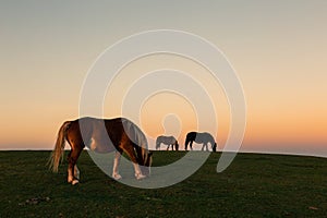 Minimalistic view of horses pasturing on top of a mountan at dusk