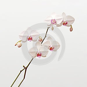 Minimalistic White Orchid Branch Illustration On White Background