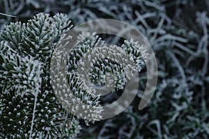 Minimalistic winter background, time of first frosts begun. Morning dew turned into ice on needles of evergreen tree