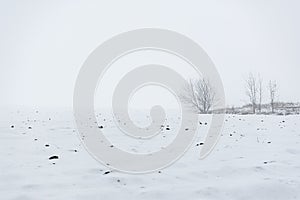 Minimalistic winter landscape. A black-and-white forest among snowdrifts and boundless fields