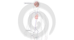 The Minimally Invasive Access for Embolectomy