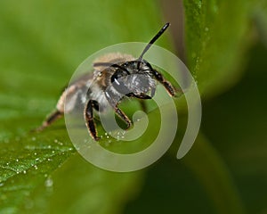 Mining Bee Andrena sp.