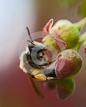 Mining Bee Andrena sp.