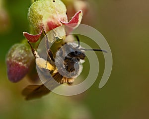 Mining Bee Andrena sp.