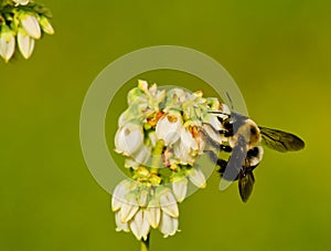 Mining Bee working blueberry blooms