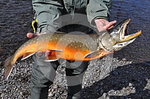 Mining fishing - Arctic char.