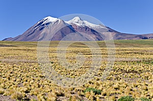 Miniques in Altiplano Chile #6