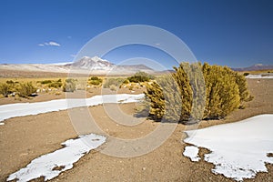 Miniques hill in the Altiplano, Atacama desert, Chile