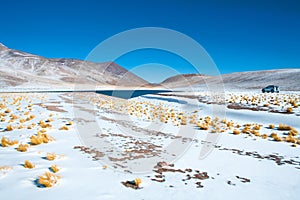 Miniques Lagoon in the Altiplano High Andean Plateau