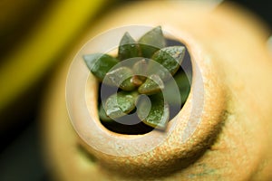 Miniscule Echeveria "Chroma" plantlet in tiny pot photo