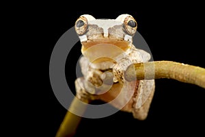 Miniscule treefrog Dendropsophus minusculus