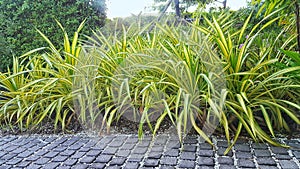 Minitree in the garden