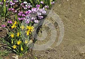 Miniture daffodils with cyclamen photo