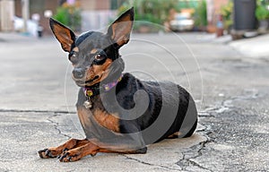 Miniture Dog Breed, Miniature Pinscher Rests on Driveway