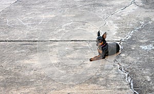 Miniture Dog Breed, Miniature Pinscher Rests on Driveway