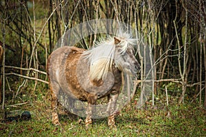 Miniture Horse in field