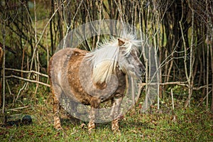 Miniture Horse in field photo