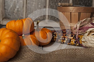 Miniture orange pumpkins.