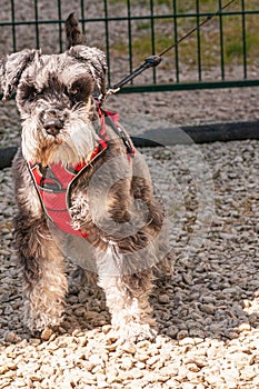 Miniture Schnauser, on a leash with a red harnes, in Reims, France
