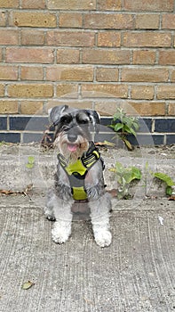 Miniture schnauzer