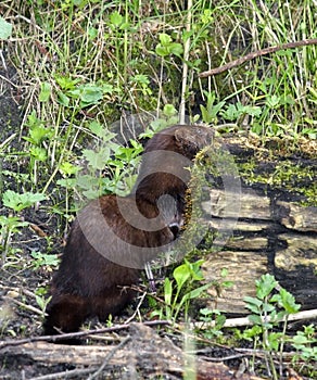 Mink at the bank