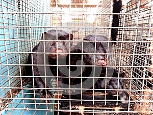 Mink in captivity