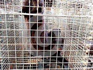 Mink in captivity