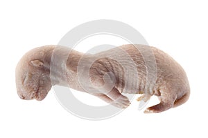 Mink embryo