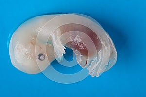 Mink embryo