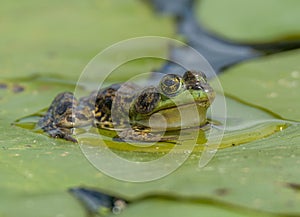 Mink Frog on Lily Pads