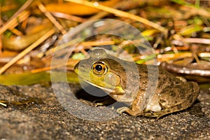 Mink Frog-Lithobates septentrionalis