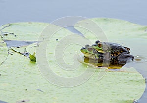 Mink Frogs in Amplexus