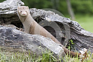 Mink in full length portrait photo