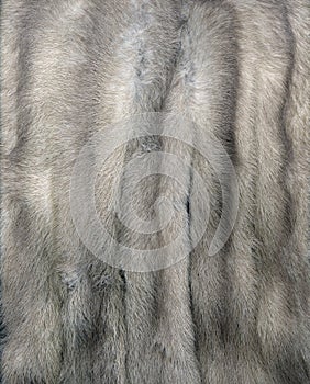 Mink Fur Gray