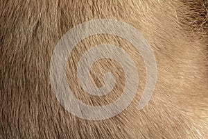 Mink fur texture of light, gray color close-up background. Grey mink fur coat texture background. Animal fur texture