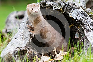 Mink in his den looking to his side