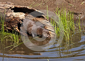 Mink in a hollow log by a river