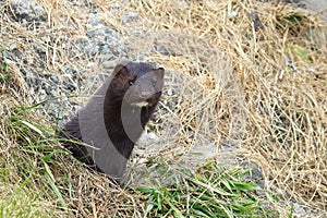 Mink looking from burrow. Mustela lutreola - wild predatory furry animal hunting in nature.